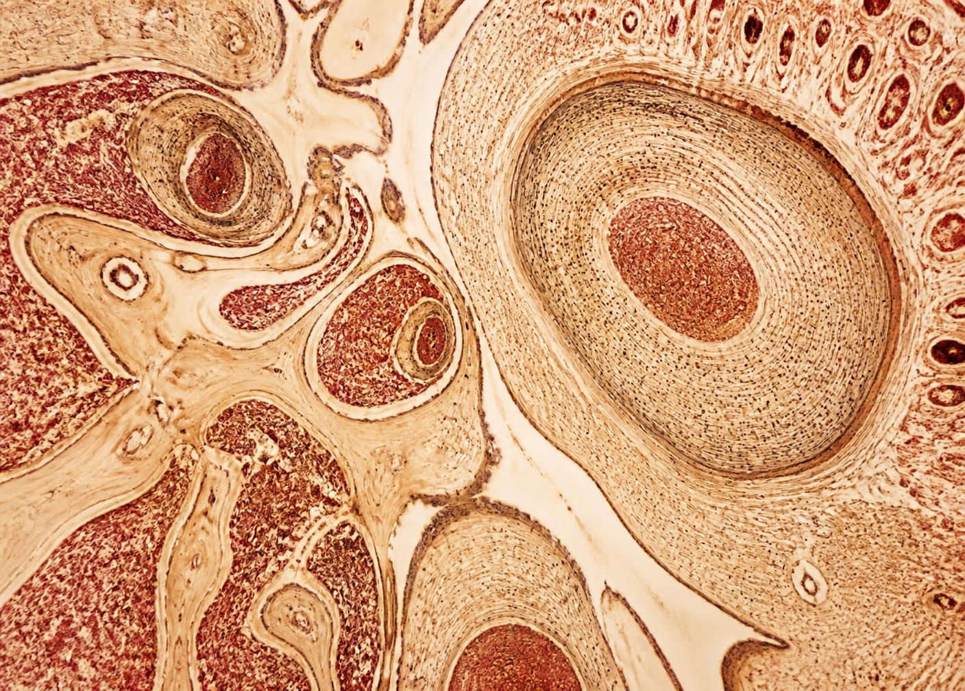 Histology microscopy of a tissue cross-section